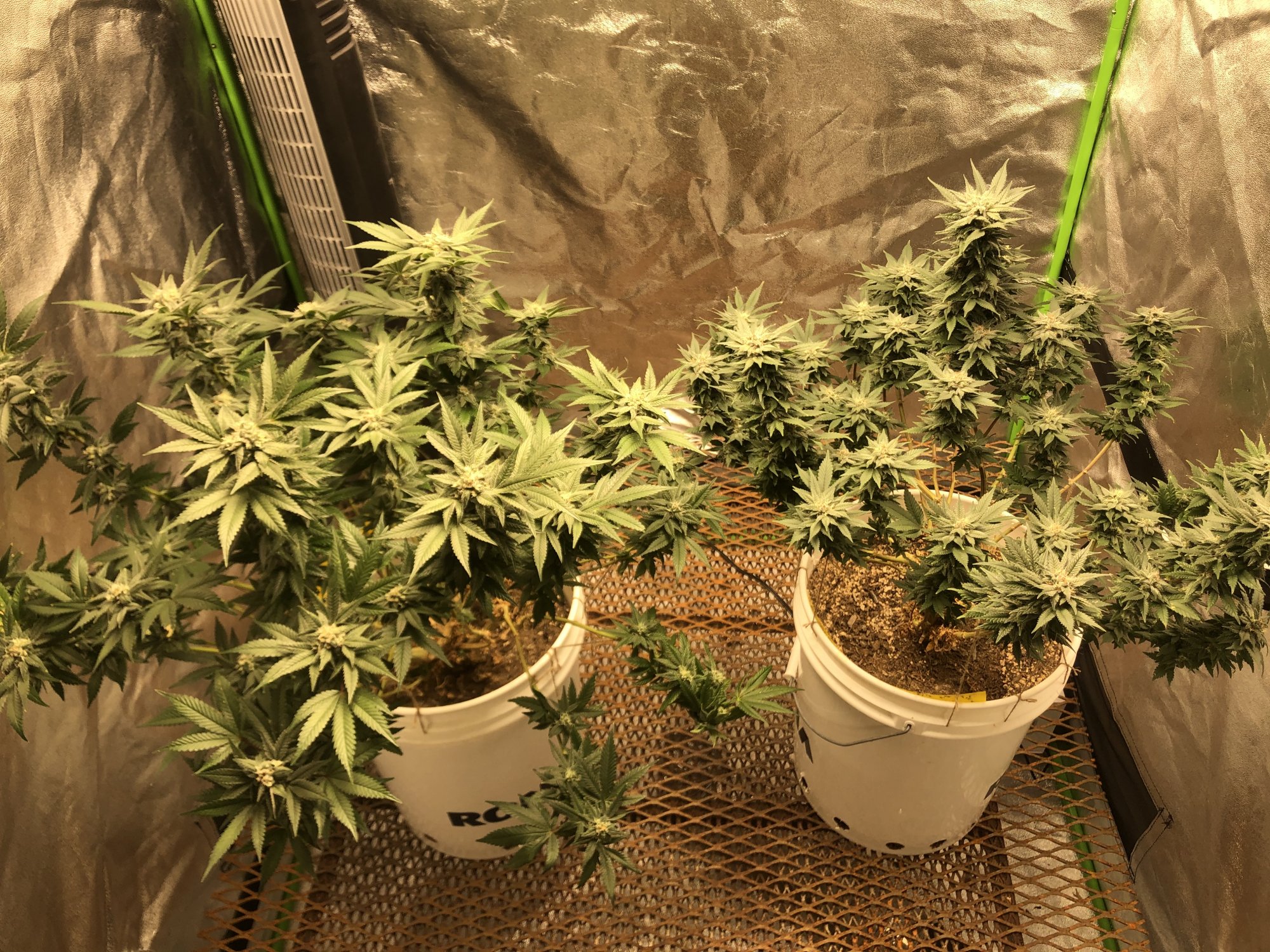 3 different leaf problems in the tent 3