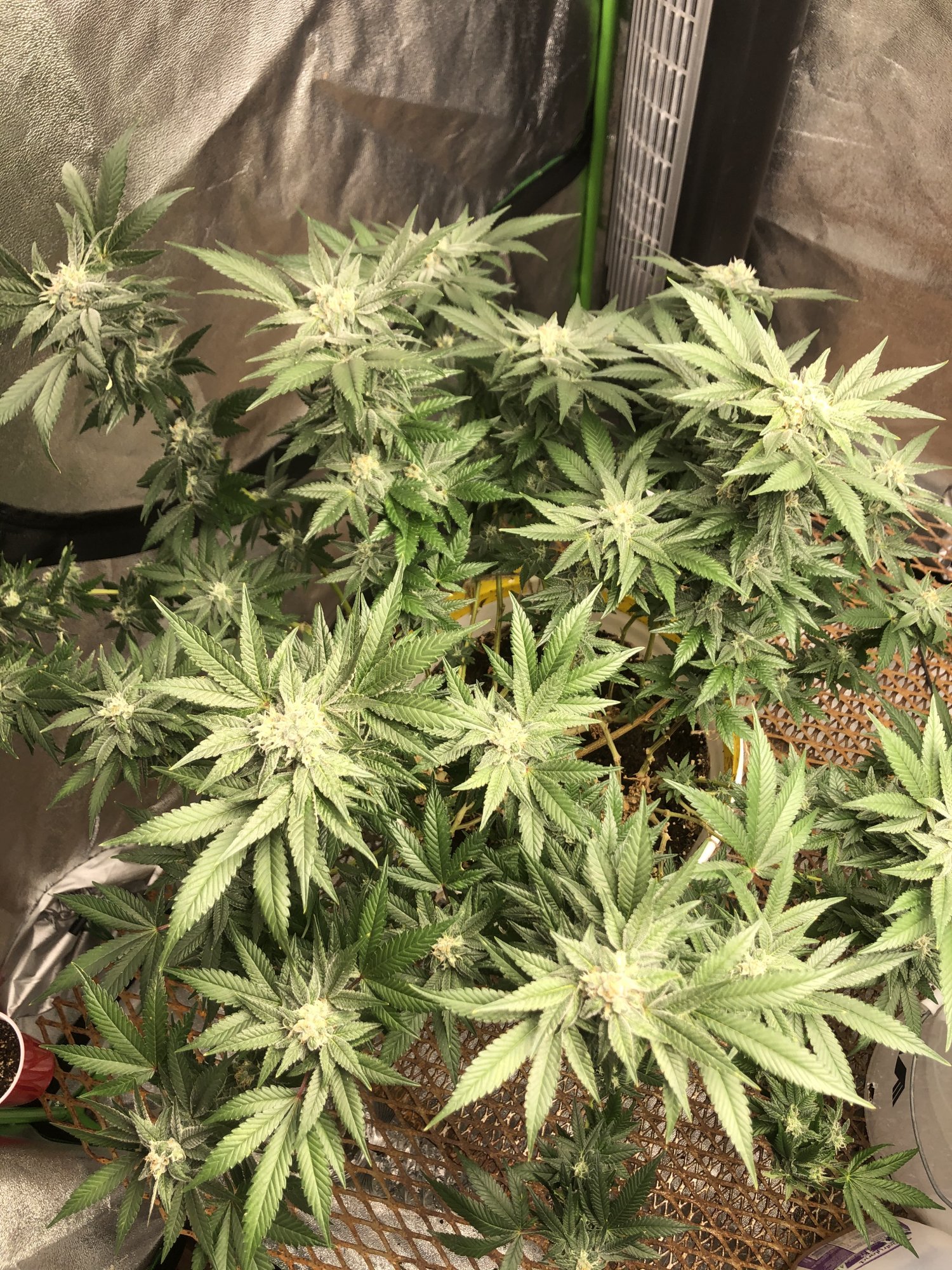 3 different leaf problems in the tent 4