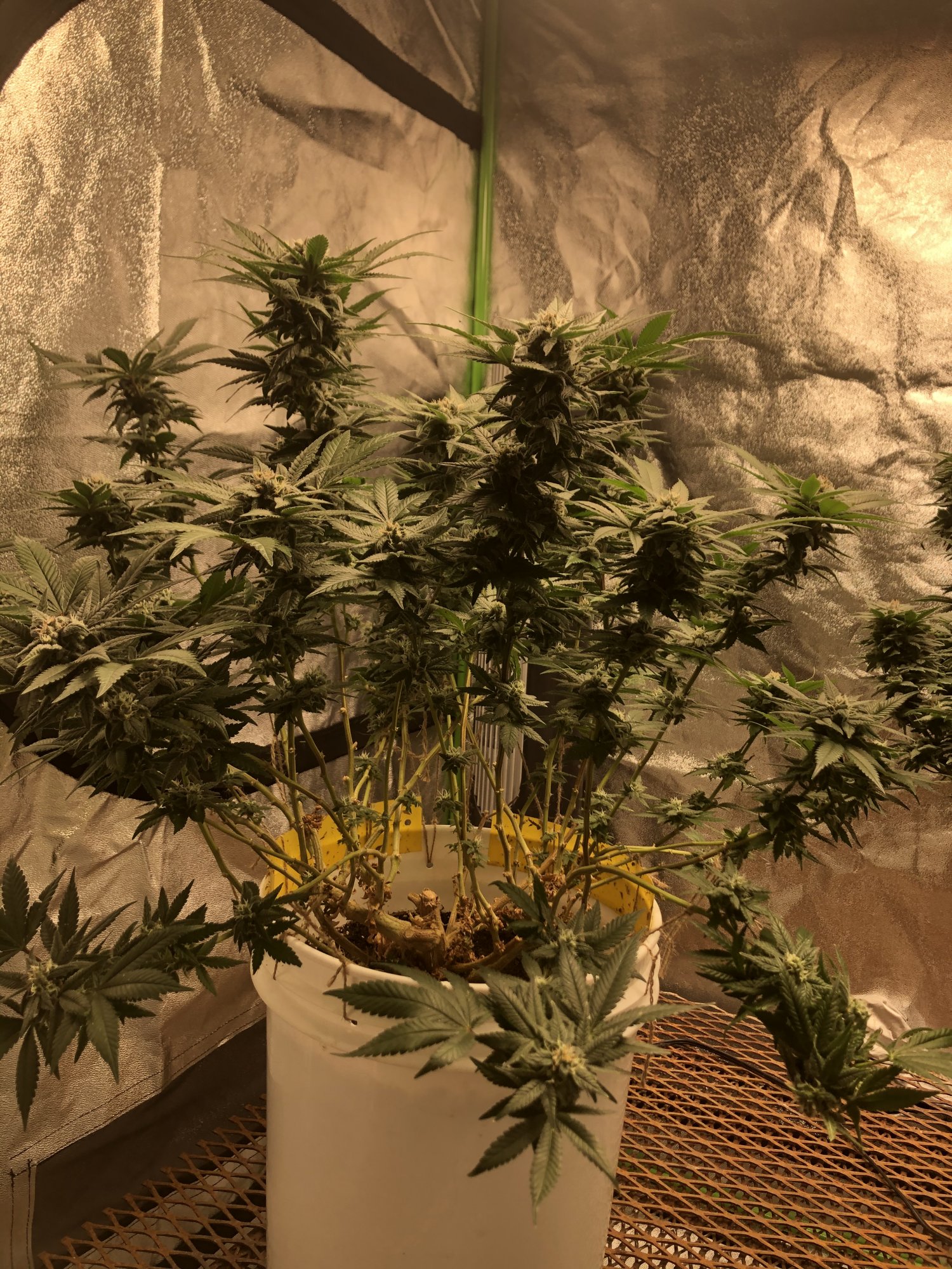 3 different leaf problems in the tent 5