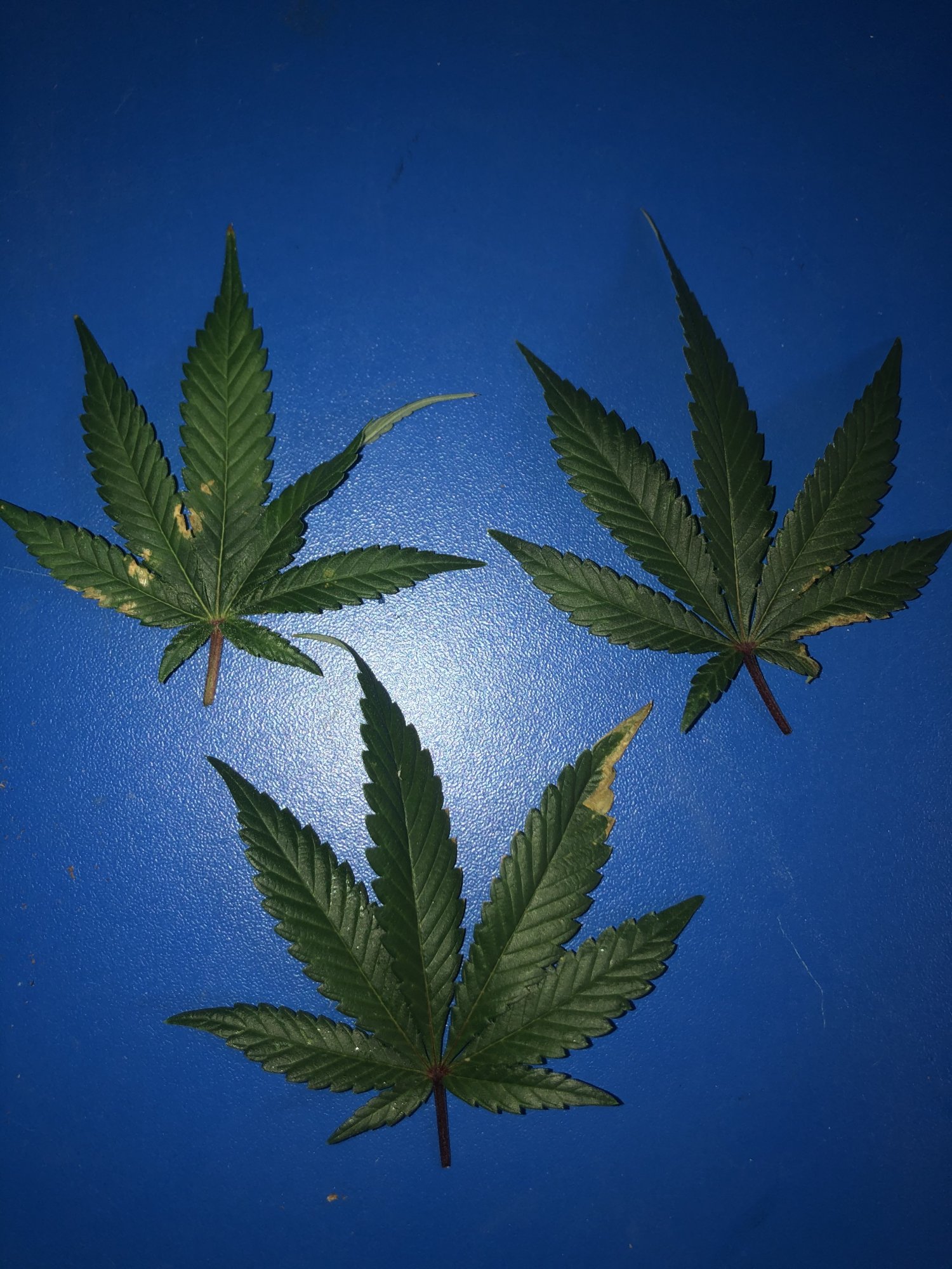 3 different leaf problems in the tent 6