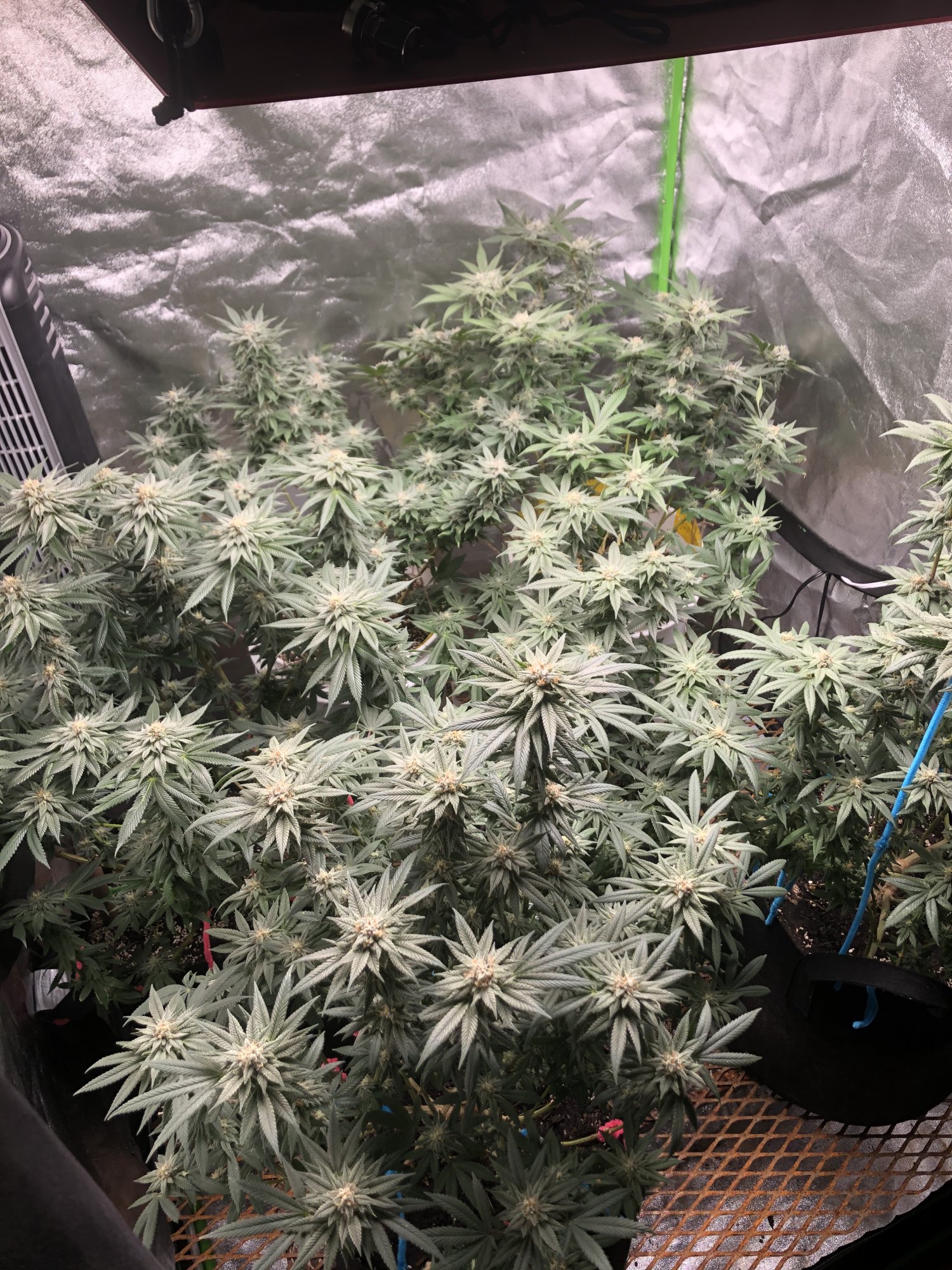 3 different leaf problems in the tent 7