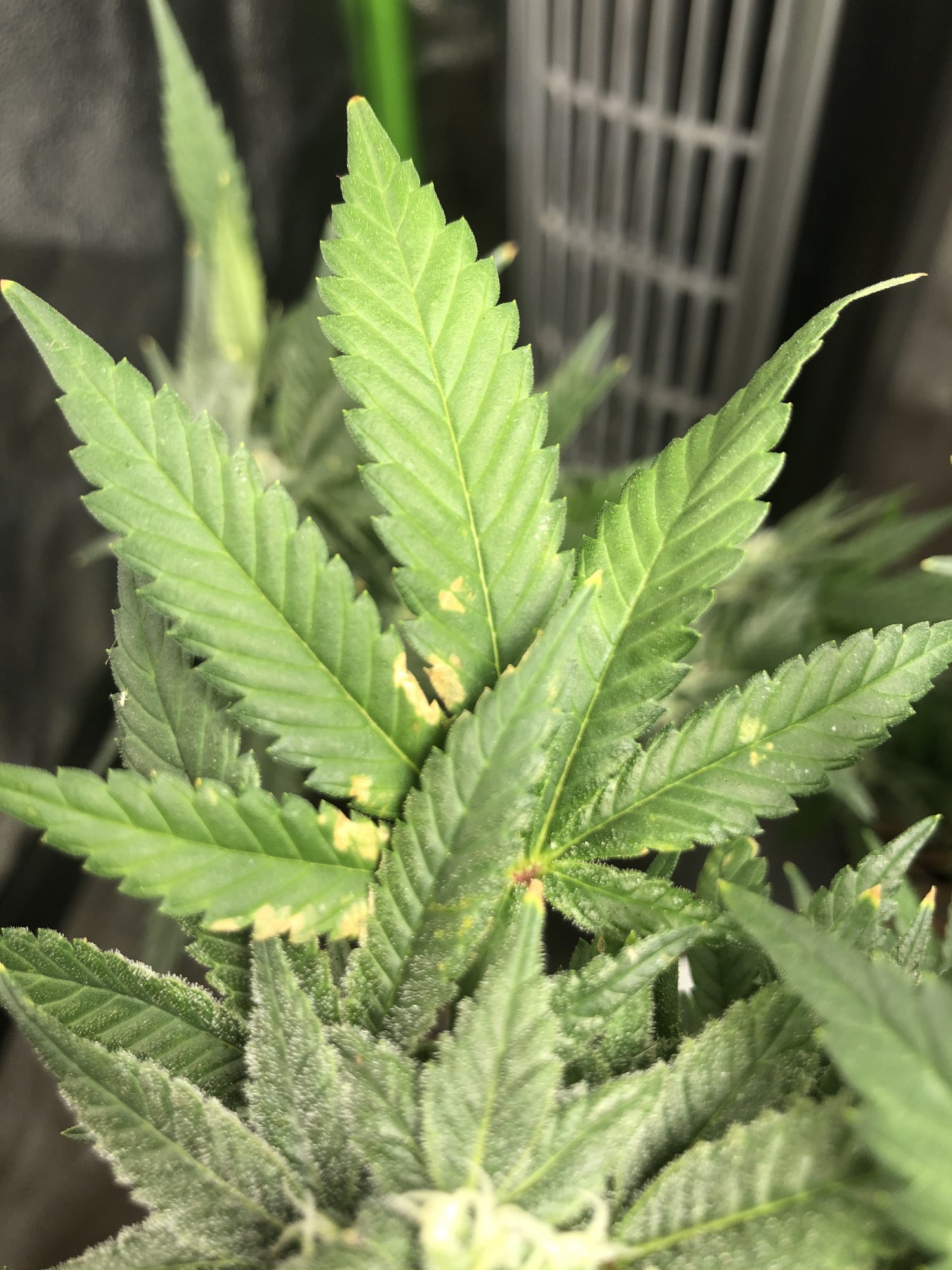 3 different leaf problems in the tent