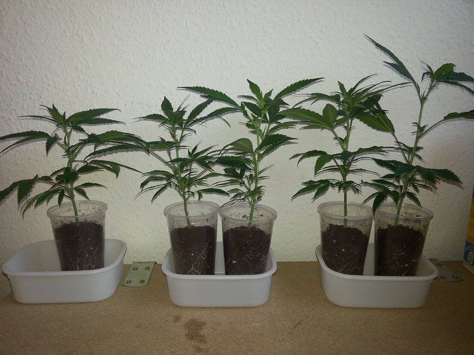 3 grow   150w ceramic   unknown bagseed1 4