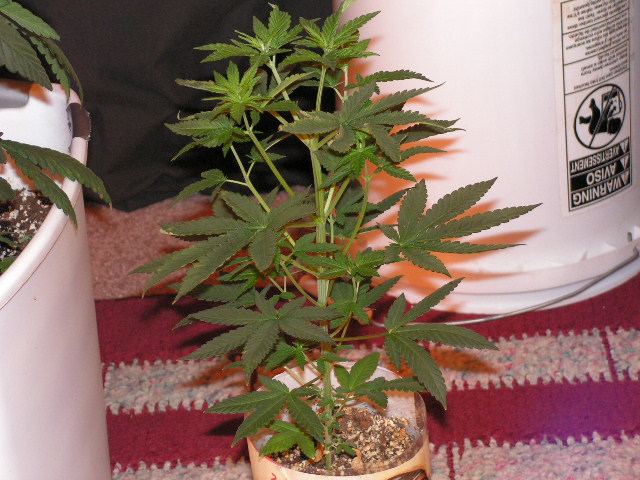 3 MALE