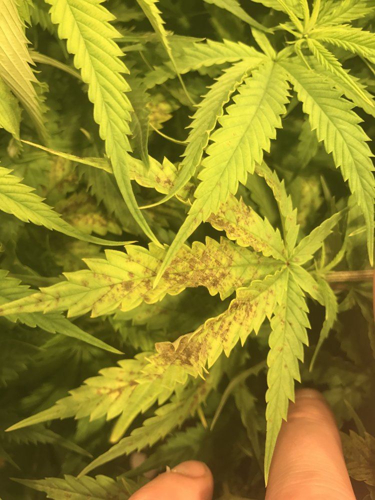 3 plants just flipped  1 plant showin significant deficiencies 4