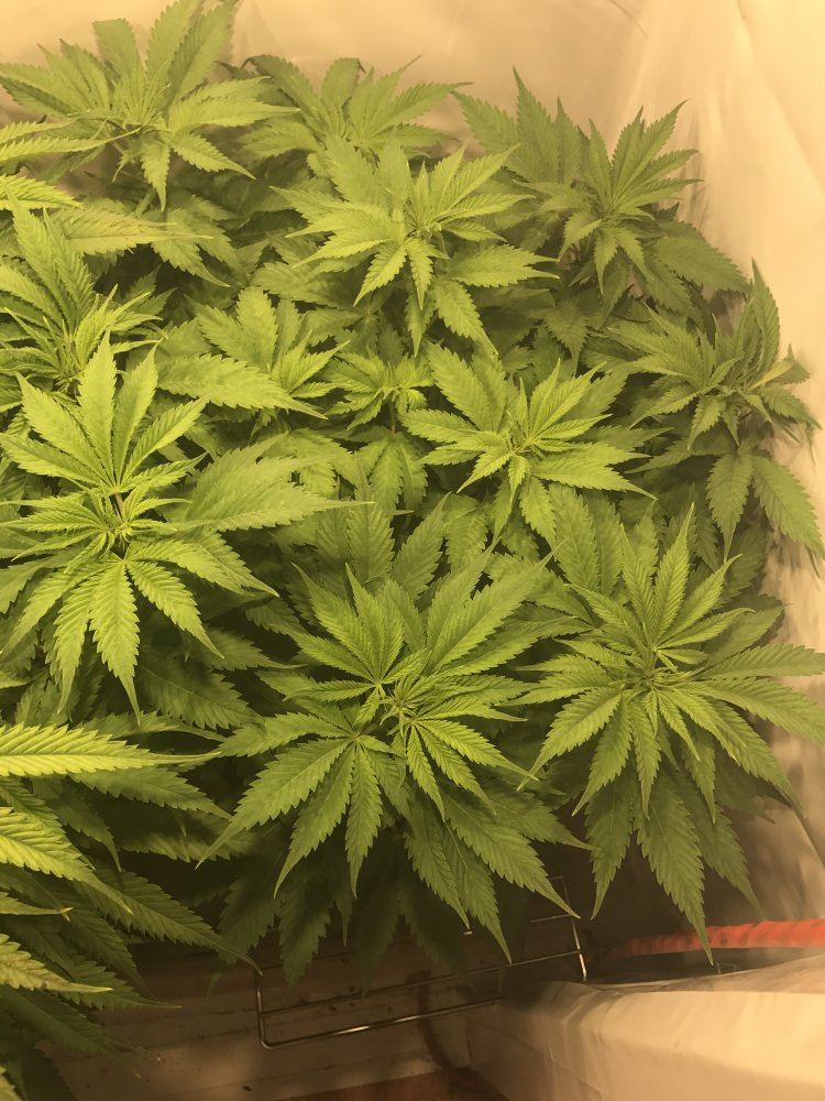 3 plants just flipped  1 plant showin significant deficiencies 7