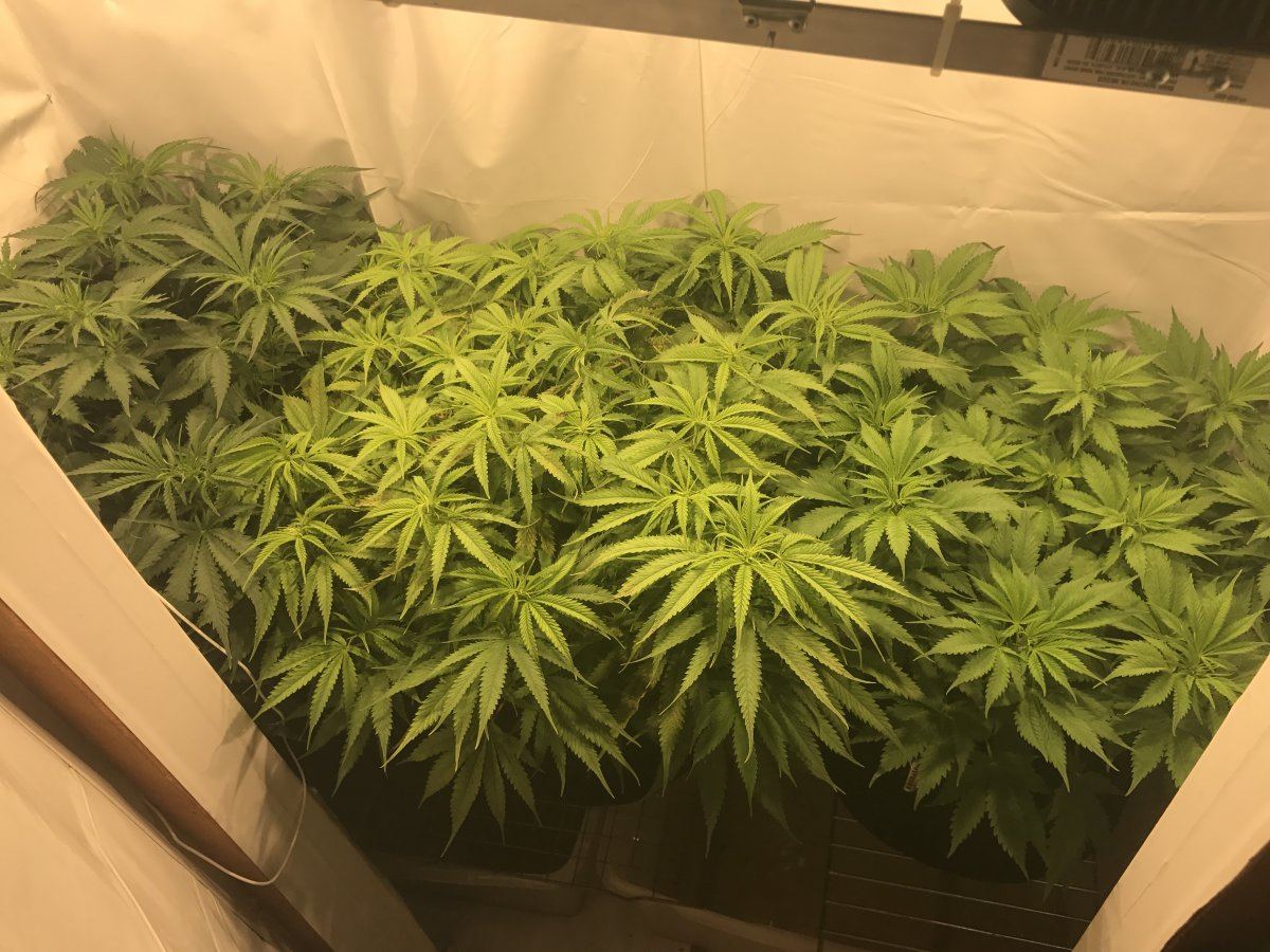 3 plants just flipped  1 plant showin significant deficiencies