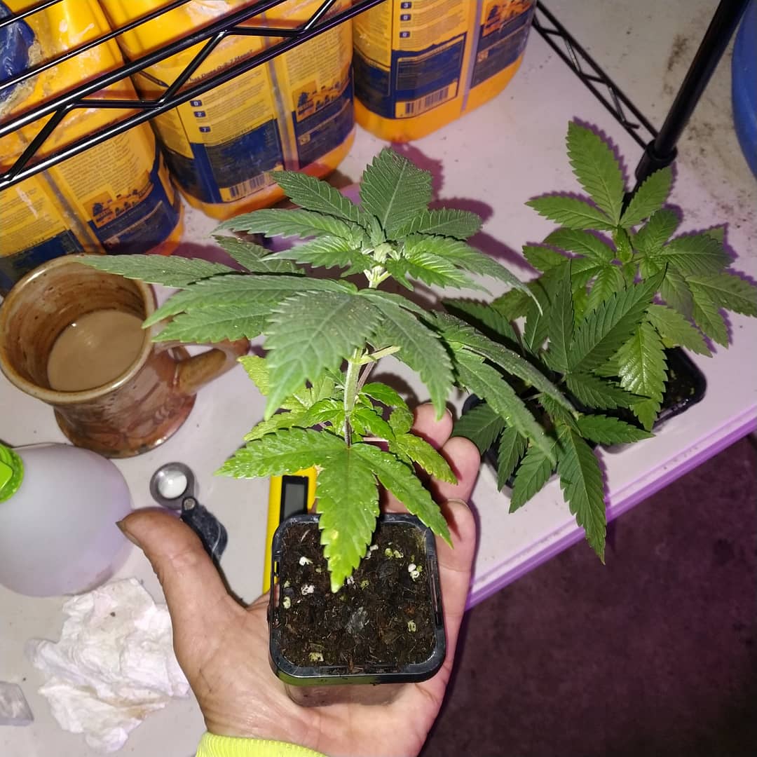 3 plants one pot  more like 3 girls one cup 4