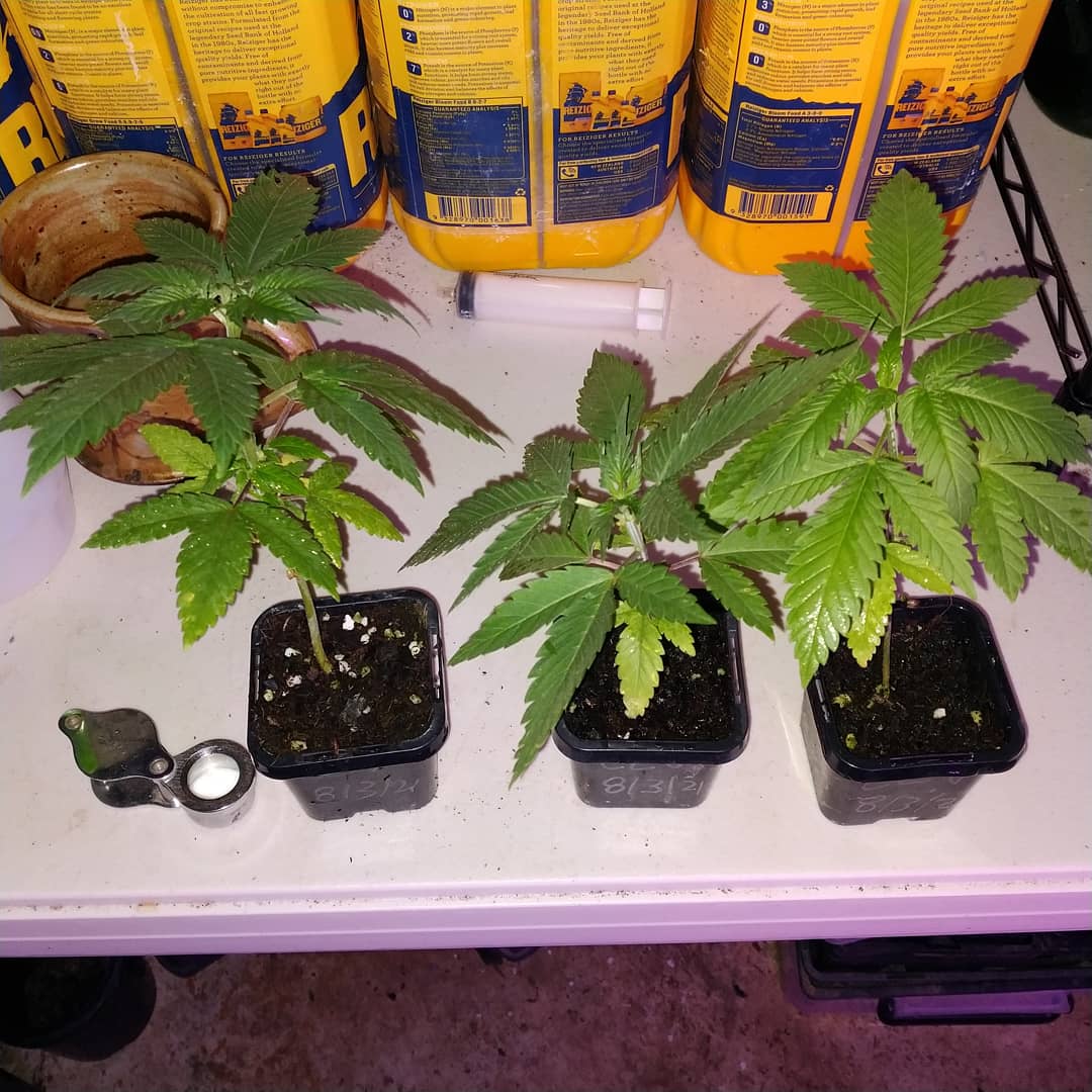 3 plants one pot  more like 3 girls one cup