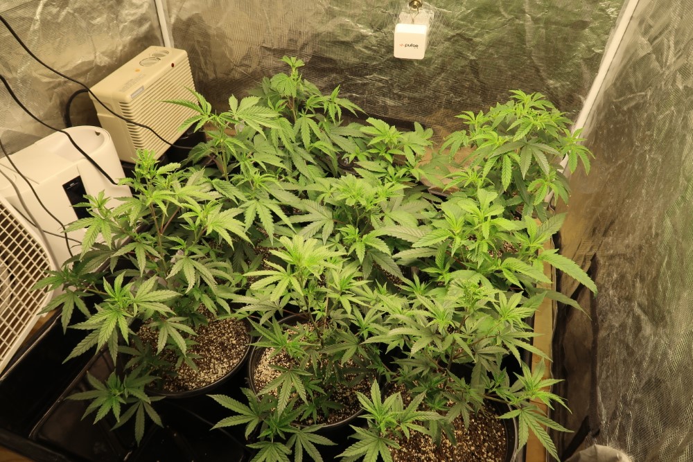 3 pre spray tent