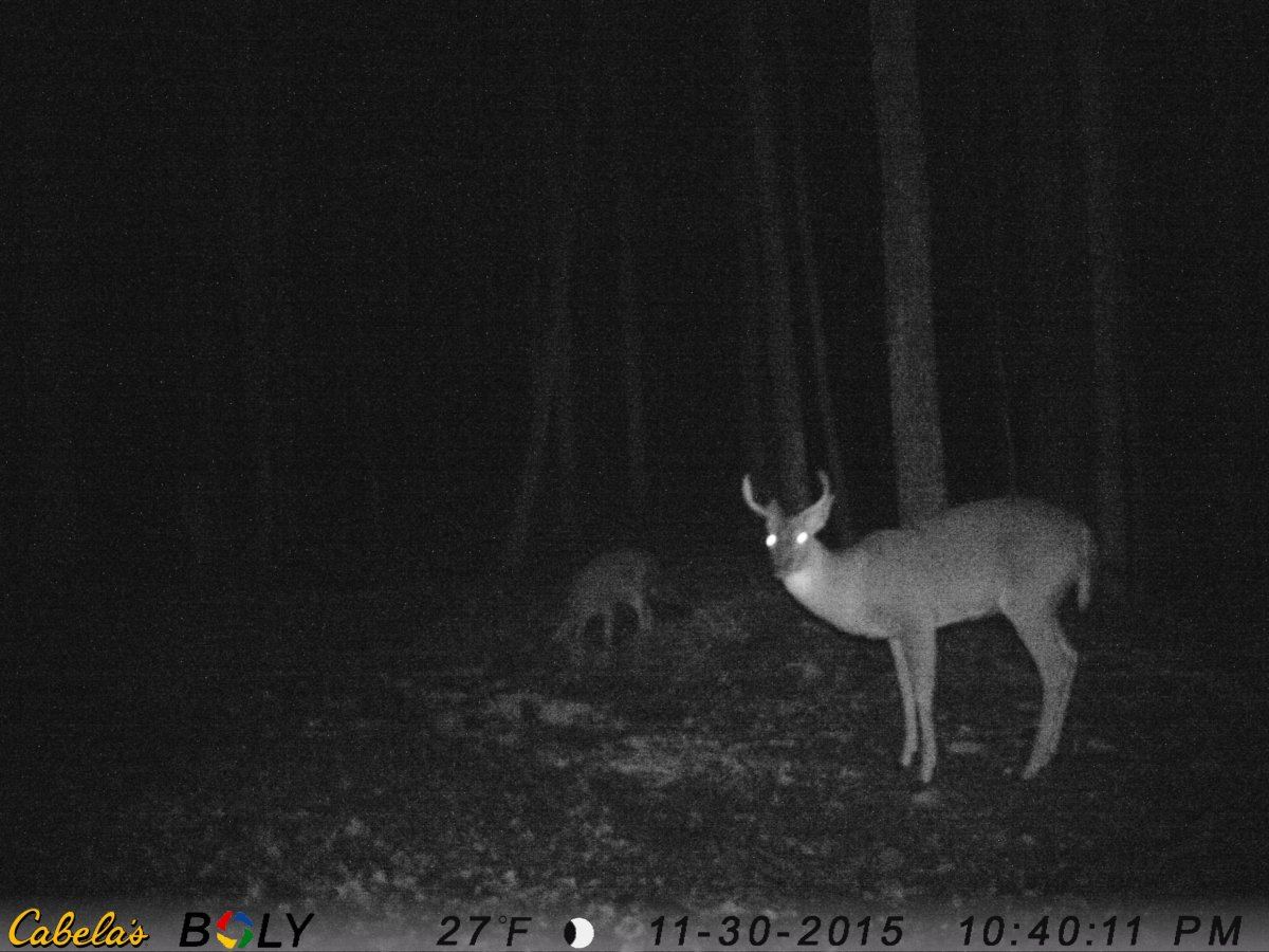 3 pt wide
