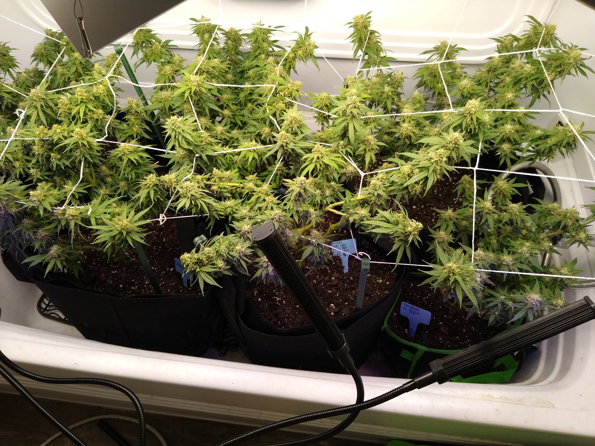 3 questions day 53 since 1212 flip humidity watering and leaf appearance 2