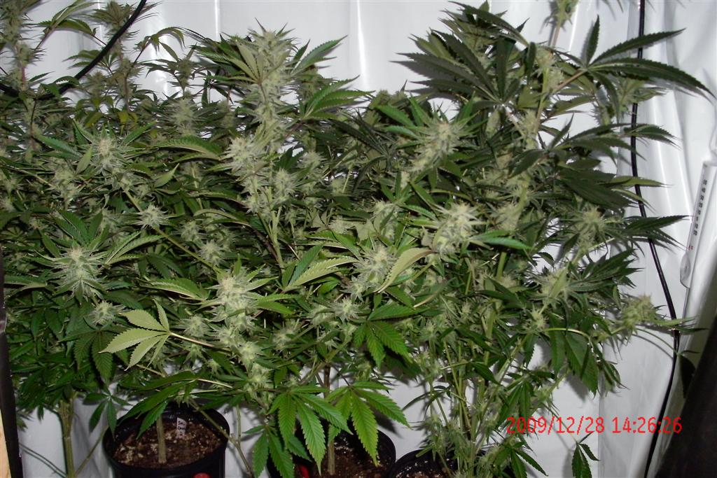 3 rd Grow 001