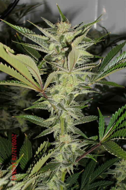 3 rd Grow 002