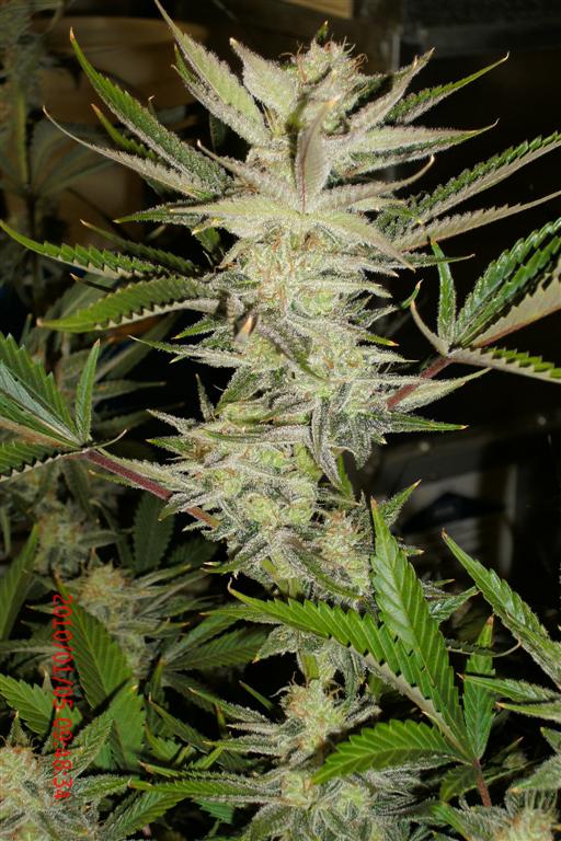3 rd Grow 002