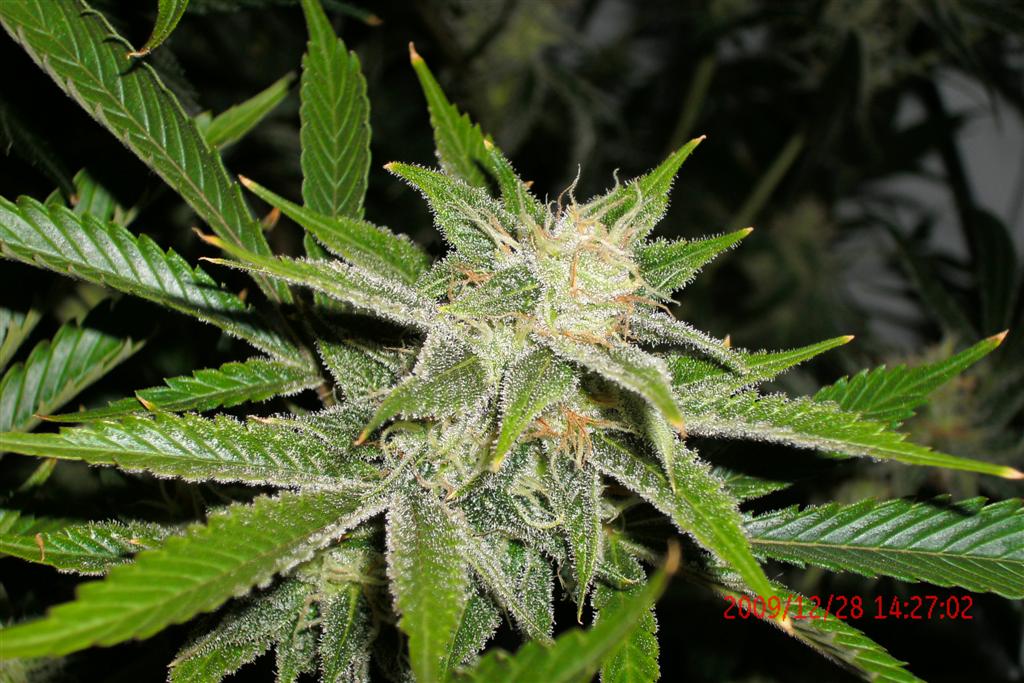 3 rd Grow 003