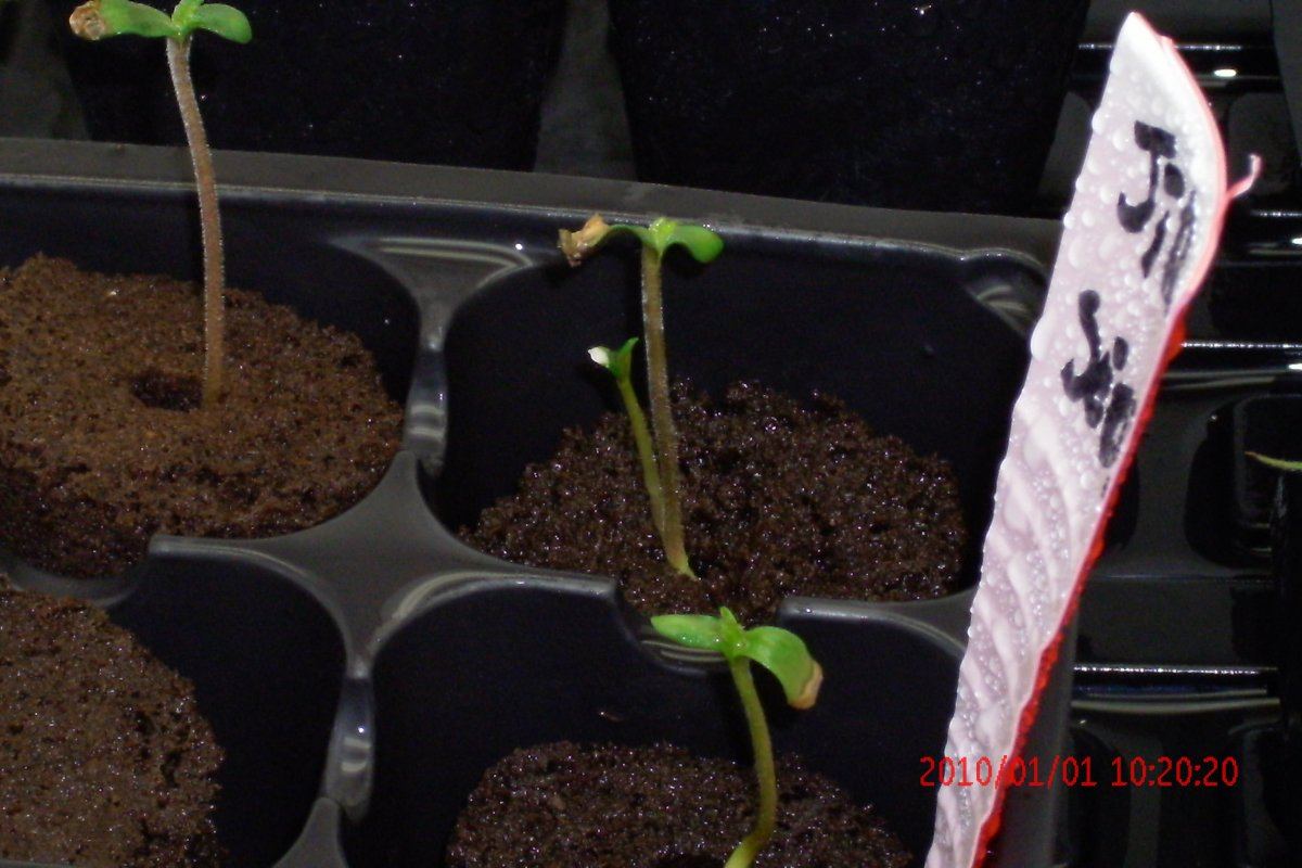 3 rd Grow 006