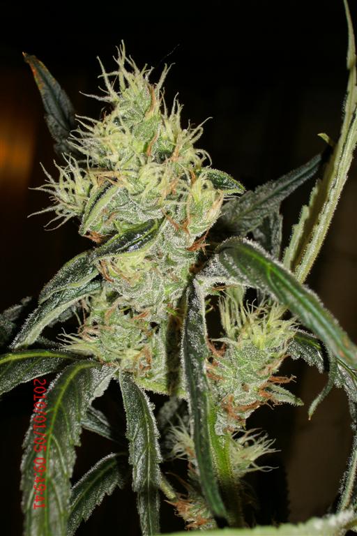 3 rd Grow 006