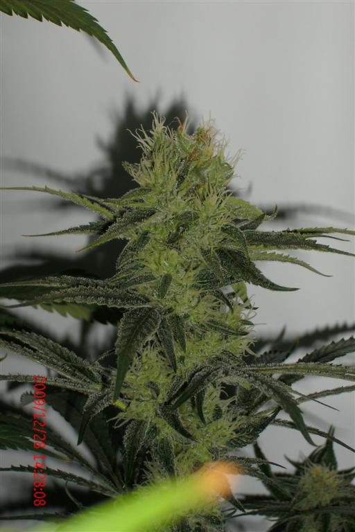 3 rd Grow 007