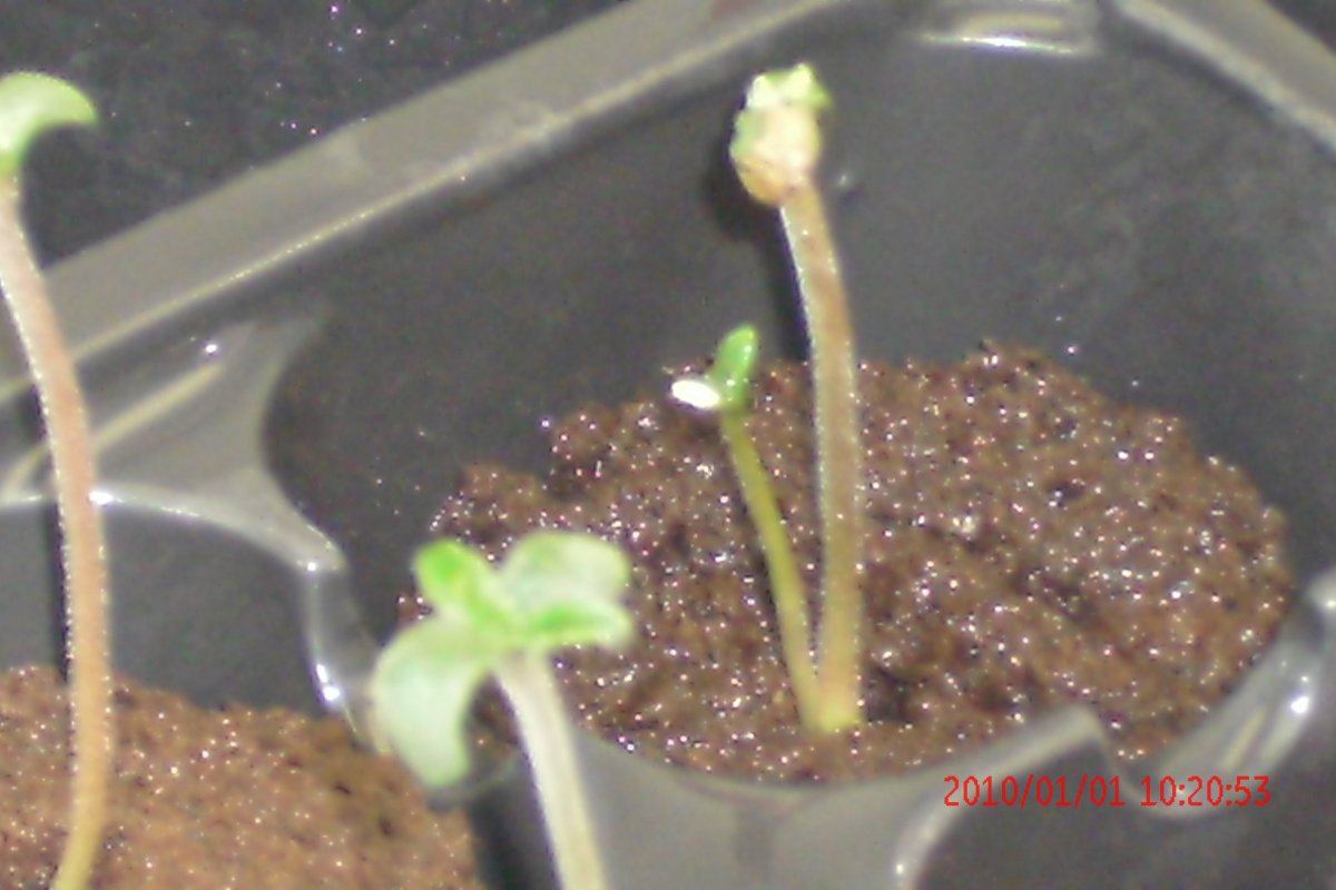 3 rd Grow 007