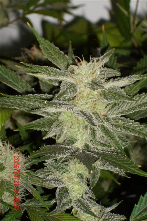 3 rd Grow 008