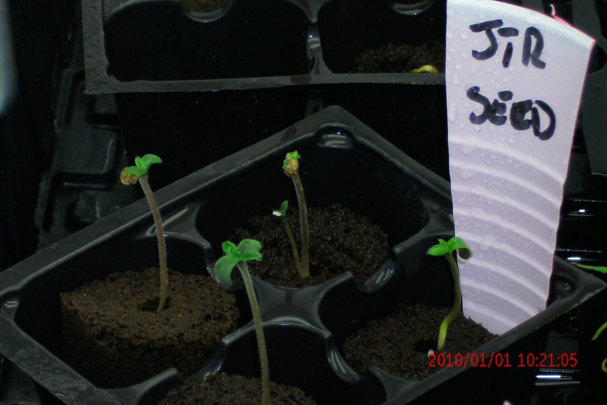 3 rd Grow 008