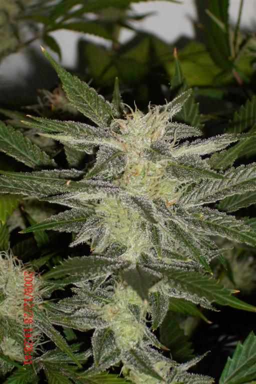 3 rd Grow 009