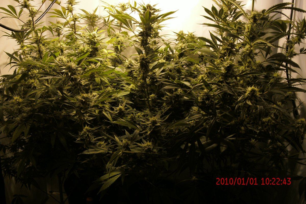 3 rd Grow 010
