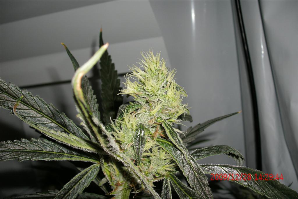 3 rd Grow 011