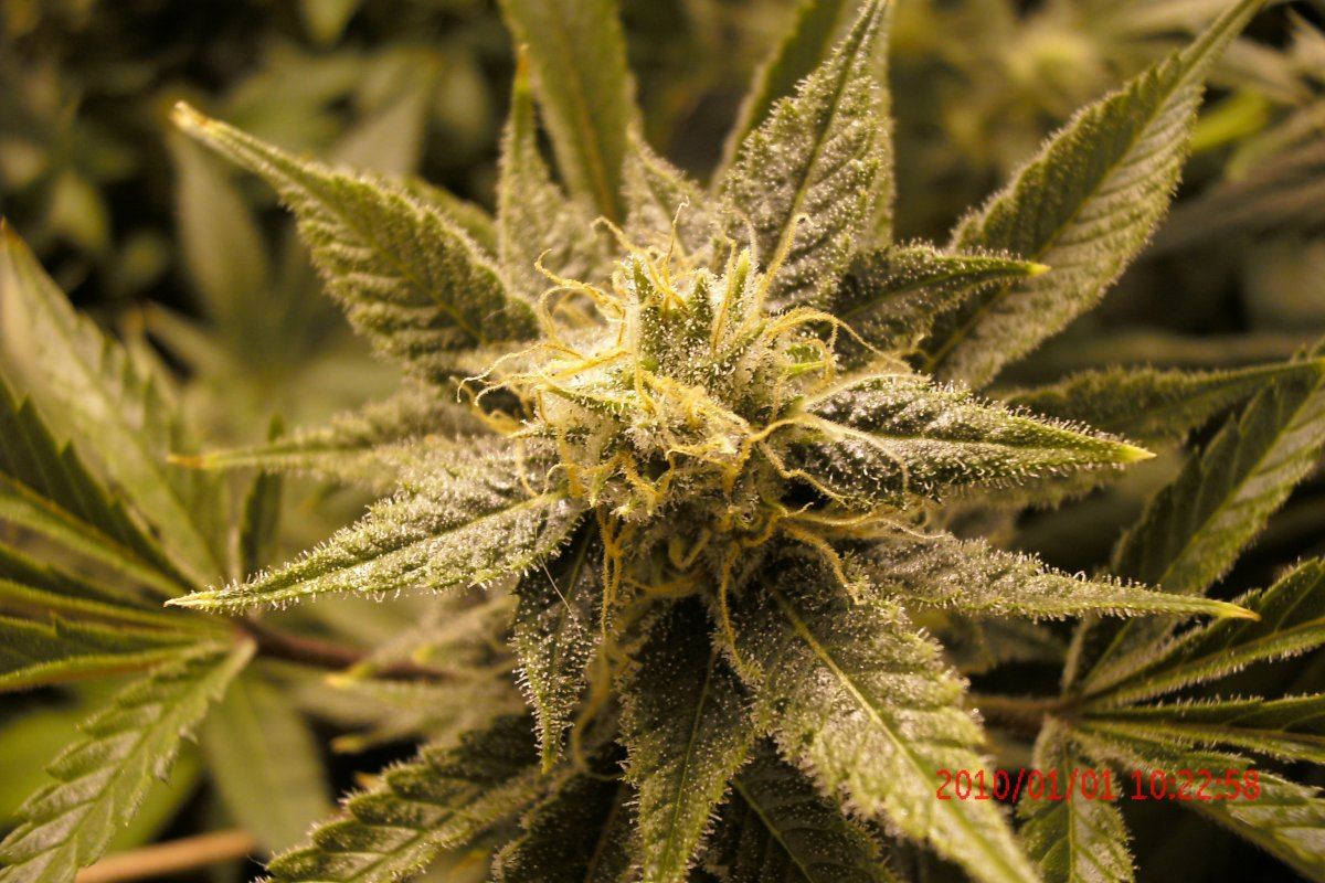3 rd Grow 011