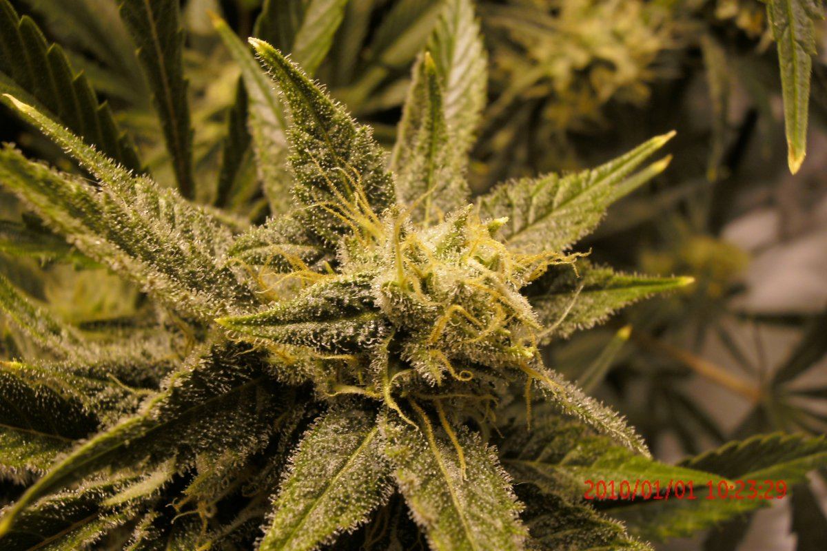 3 rd Grow 013