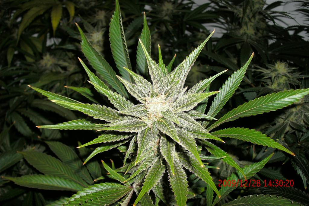 3 rd Grow 014