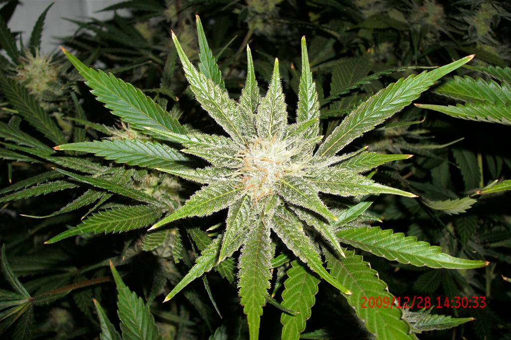 3 rd Grow 015