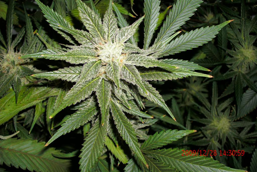 3 rd Grow 017