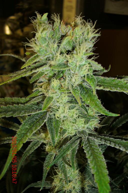 3 rd Grow 017