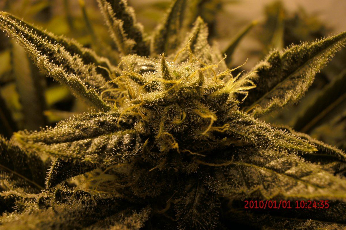3 rd Grow 018