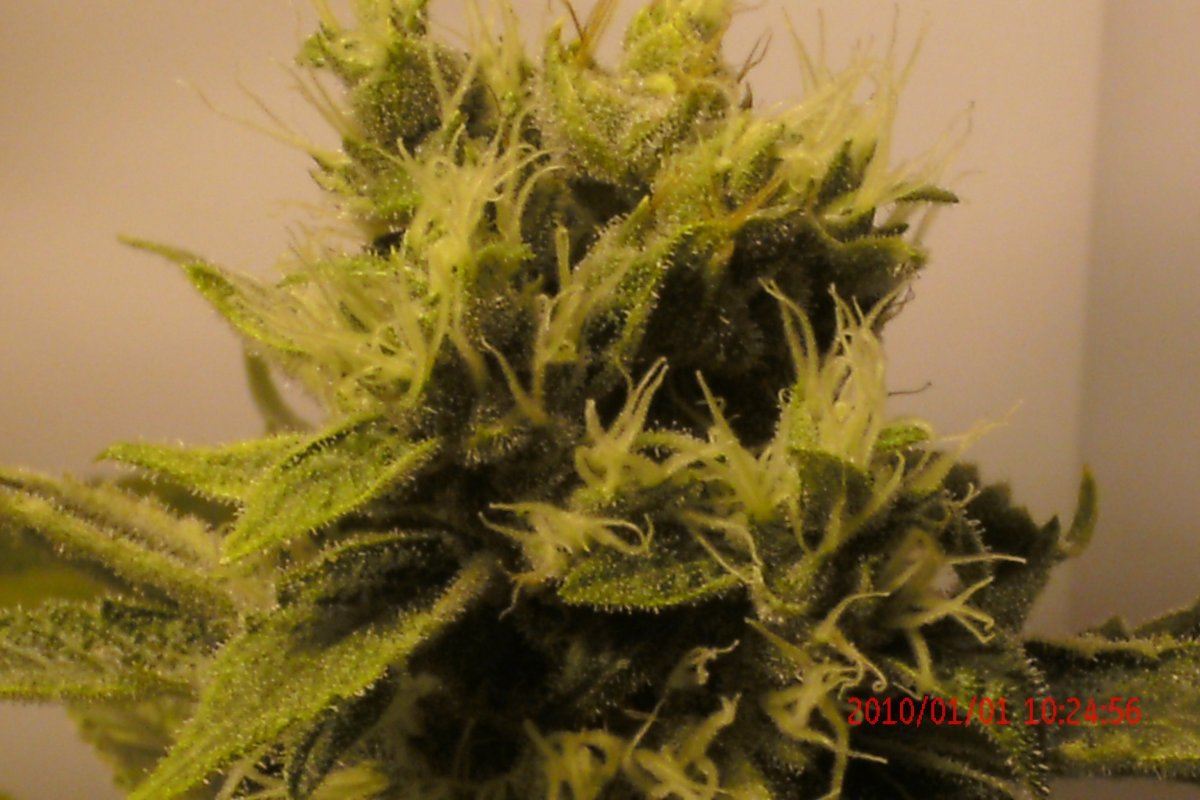 3 rd Grow 019
