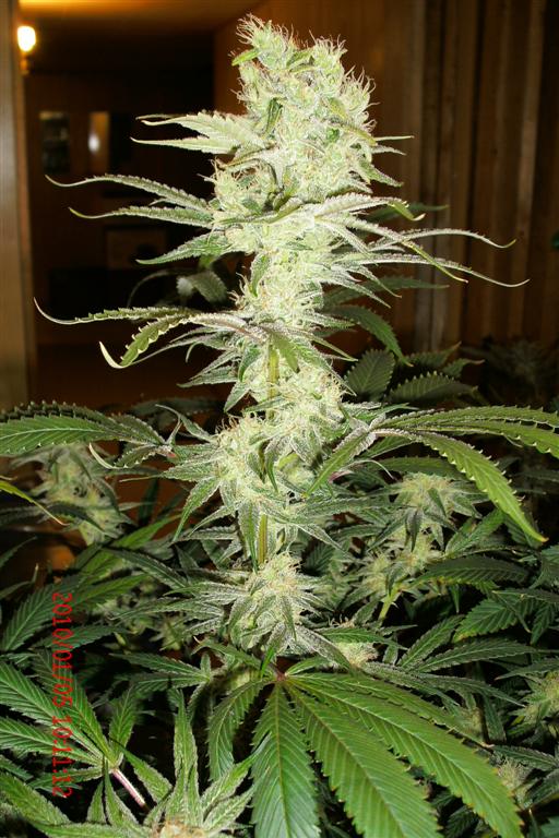 3 rd Grow 019