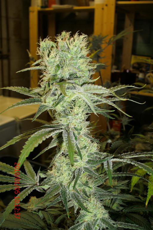 3 rd Grow 025