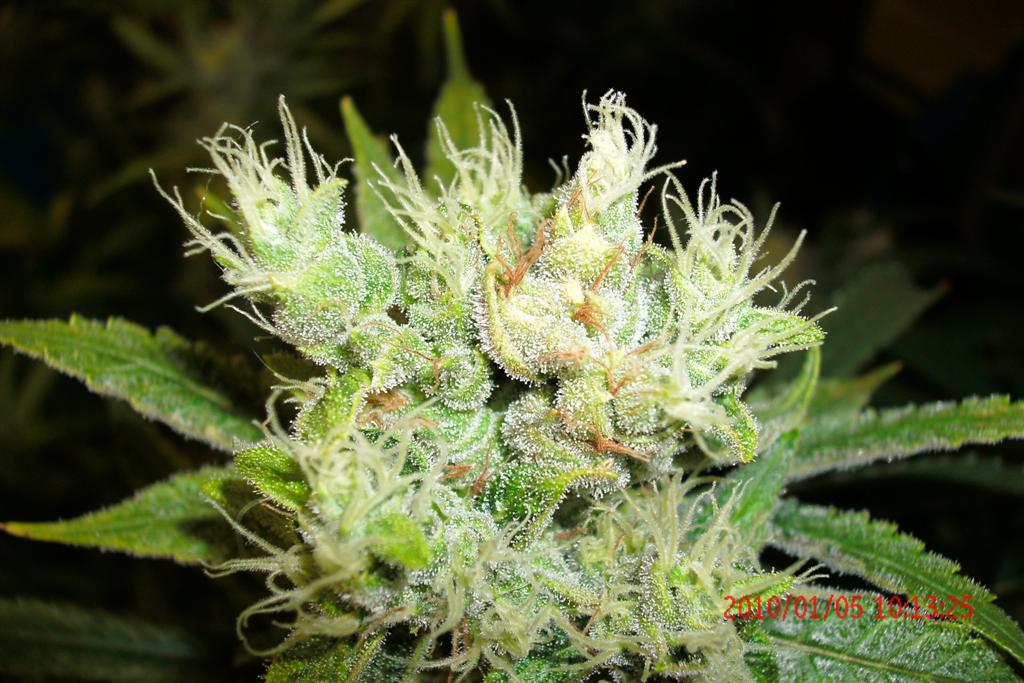 3 rd Grow 030