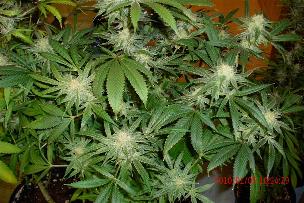 3 rd Grow 035