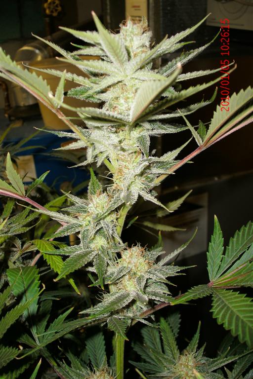 3 rd Grow 040