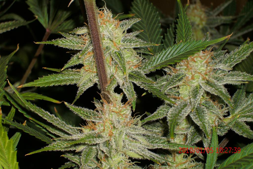 3 rd Grow 044