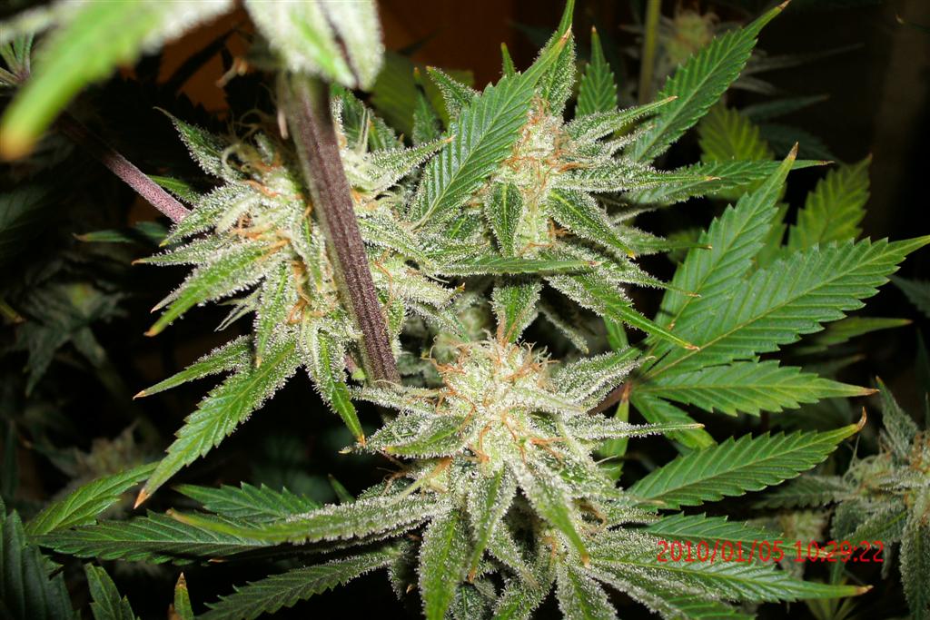 3 rd Grow 053
