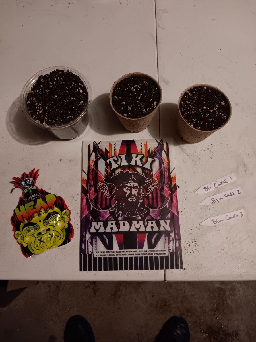 3 seeds from tiki madman x clearwater genetics