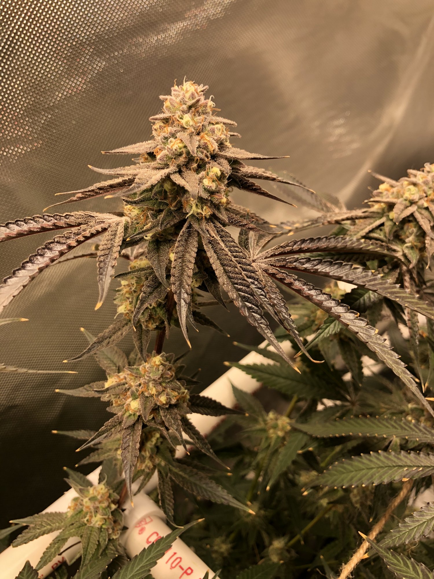 3 strains 1 2x4 tent complete 10