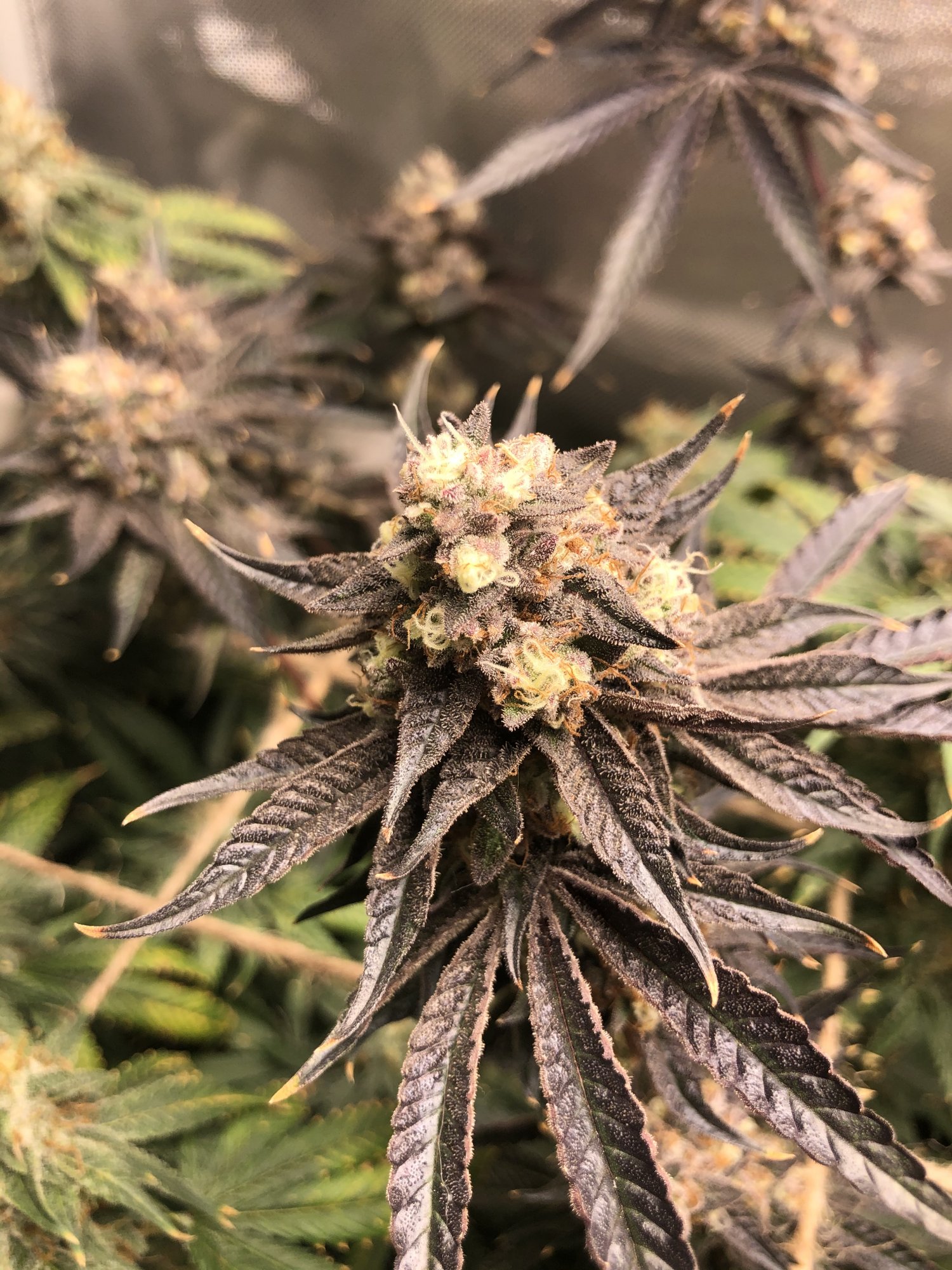 3 strains 1 2x4 tent complete 11