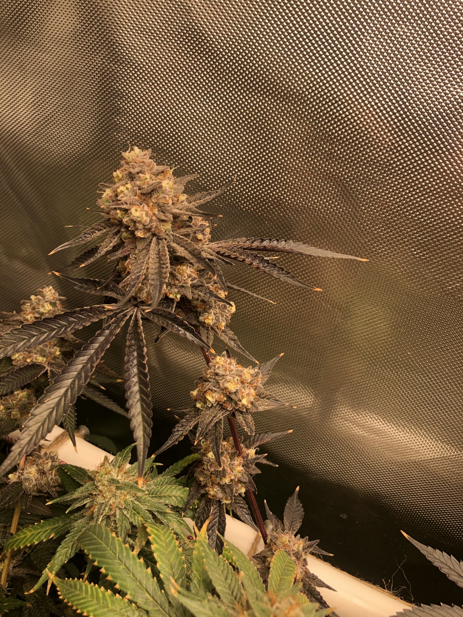 3 strains 1 2x4 tent complete 12