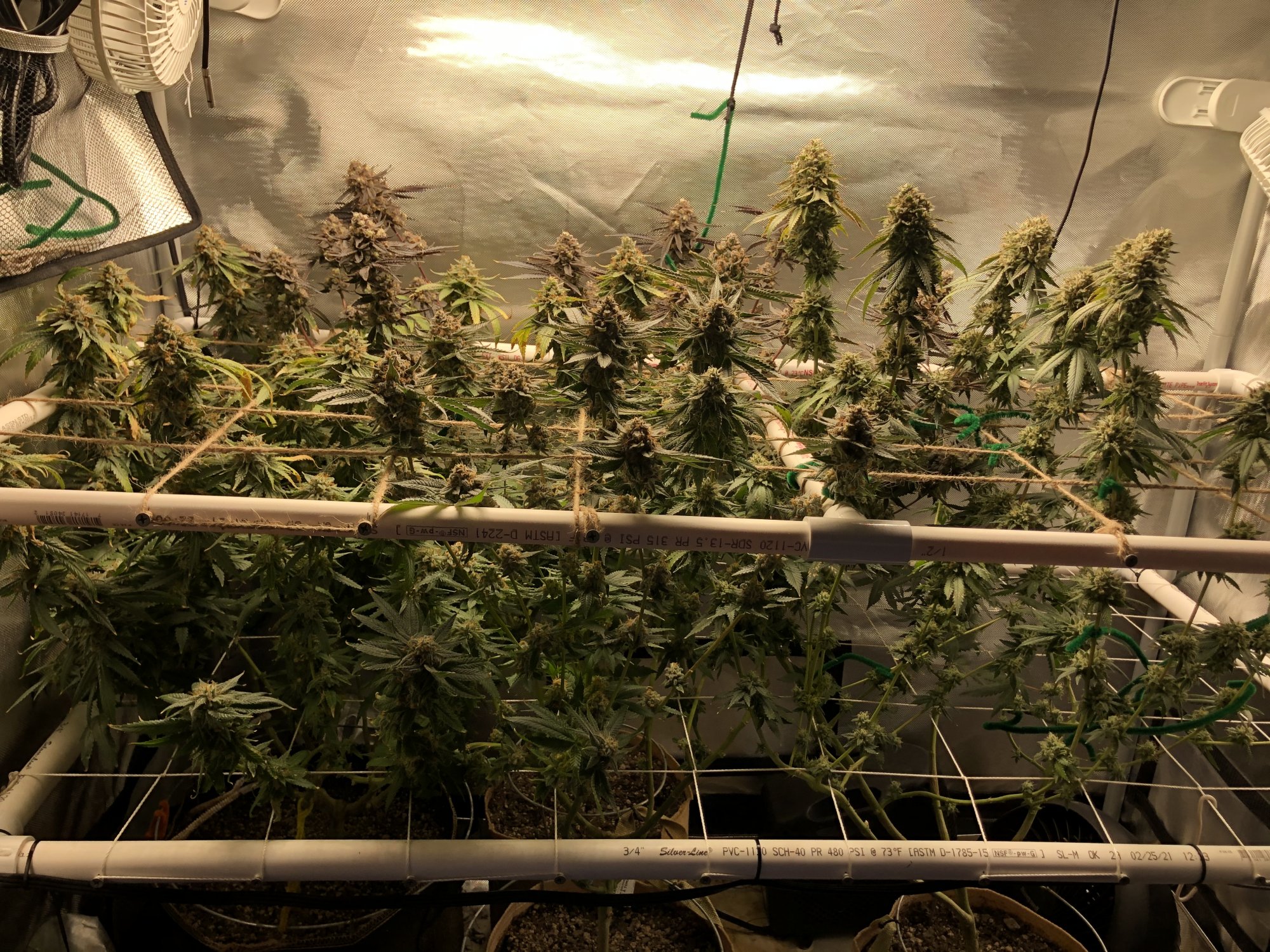 3 strains 1 2x4 tent complete 13