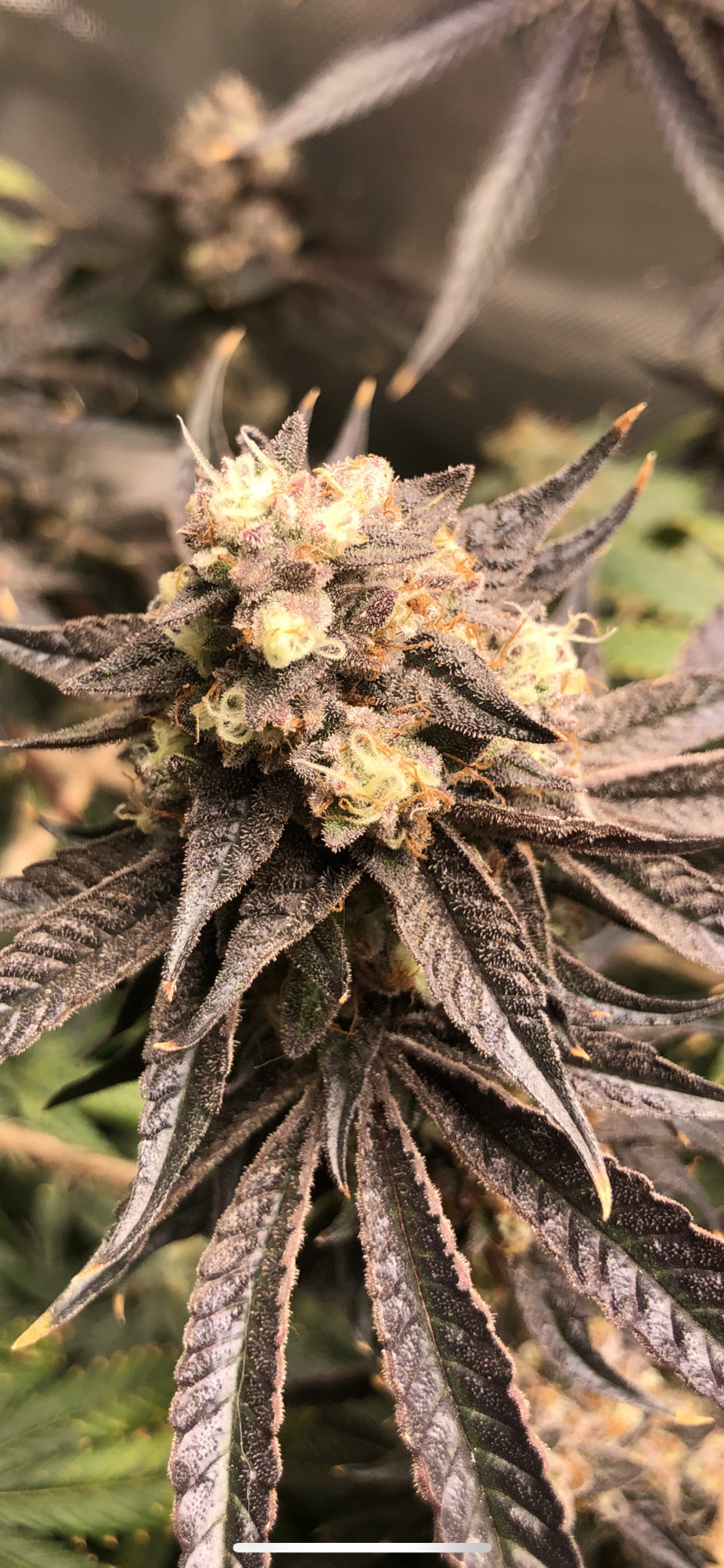 3 strains 1 2x4 tent complete 14